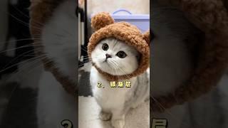 情侣不适合养这三种猫，不然容易争宠。＃情侣＃猫咪品种＃养猫知识＃养猫日常＃养猫经验＃科学养猫＃新手养猫＃养猫人＃养猫经验分享＃宠物＃萌宠＃猫咪＃cat＃宠物日常＃宠物知识＃分享养宠经验＃猫咪的迷惑行为