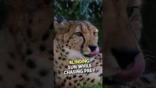  Cheetahs: Faster Than a Sports Car & Full of Surprises! 