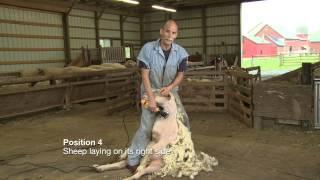 Sheep Shearing Penn State Extension