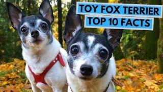 Toy Fox Terrier - TOP 10 Interesting Facts