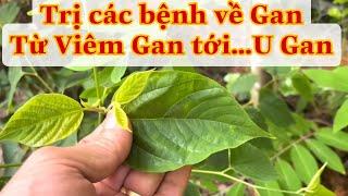 Bài này hỗ trợ tấc cả các bệnh gan, từ viêm tới…U gan . PHAN HẢI Channel