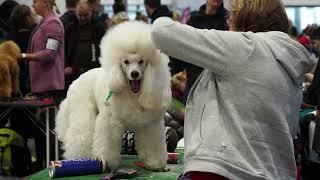 Międzynarodowa Wystawa Psów Rasowych, 75-Lecia oddziału Poznań / INTERNATIONAL DOG SHOW 2023