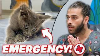 Rescuing Emergency Patient! (Baby Kitten Having a Seizure!)