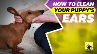 How to clean your puppy’s ears | Dog grooming | EveryDoggy