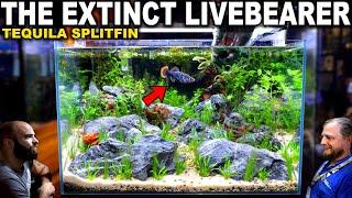 The Extinct Livebearer Tank: Tequila Splitfin Aquascape Tutorial