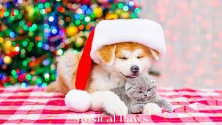 Christmas music helps Dog & cat sleepCalming Anxiety with Soothing Music for Dogs & Cat!