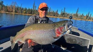 Huge stocked trout Northern Saskatchewan