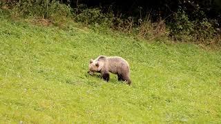 The brown bear grazes in Oravice - Orava / Medveď hnedý sa pasie v Oraviciach - Orava