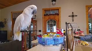 Busy In The Kitchen With A Cockatoo