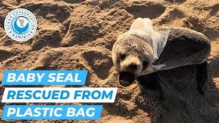 Baby Seal Rescued From Plastic Bag