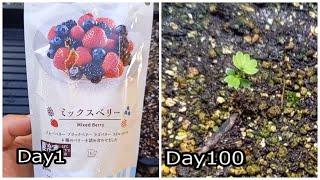 I tried to see if [frozen strawberries] bought at a convenience store would germinate.