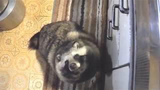 焼き芋を貪るように食べるタヌキ（Tanuki eating a sweet potato)