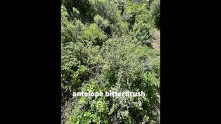 antelope bitterbrush