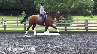 Dressage: Different types of trot