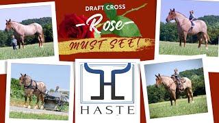 Rose  Draft Cross Mare ONLY available on Horse Bid online auction