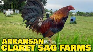 Big Farm Jerry Gonzalez SAG FARMS In Arkansas | Beautiful Birds