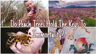 Do Peach Trees Hold The Keys To Immortality? 