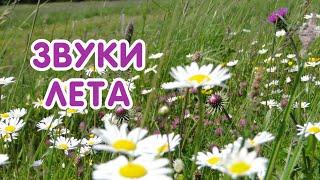 Звуки летнего луга Relaxing music Медитация