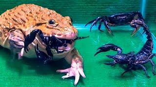 Giant Bullfrog Eats Big Black Scorpion