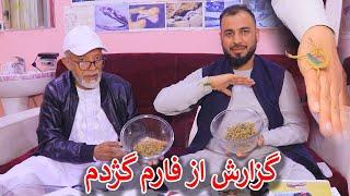 گزارش جمشیدغضنفری از زهر گژدم دوا موی رفتگی ؟داکتر شیرزاد دلیل موی رفتگی باد میده است 