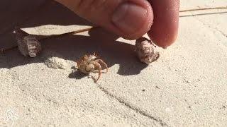 People Give Homeless Hermit Crab A New Shell