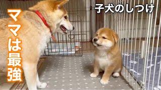 【800万再生】ベテラン母柴犬に戦いを挑み片手で倒される子犬が可愛いw