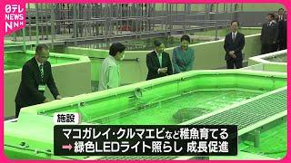 【天皇皇后両陛下】大分県を訪問  種苗生産施設を視察、稚魚育てる水槽で餌やりも