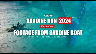 CRAZY Sardine Footage | How Netting Sardines takes place | ASFN Sardine Run 2024