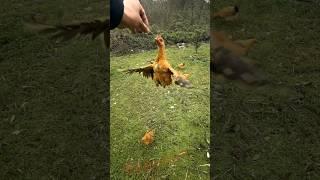 Watch friends how the chicken eats the food at once #youtubeshorts #animals #shortvideo