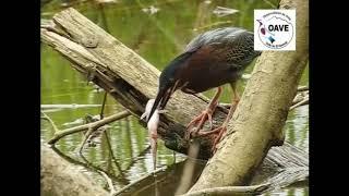 Garcilla verde comiendo