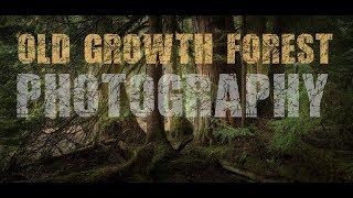 OLD GROWTH FOREST Photography