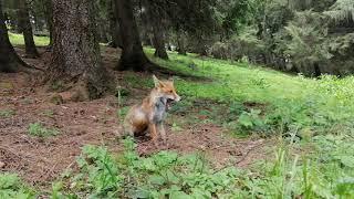 Vulpea Cabana Secuilor, Fox , fox in the forest, live