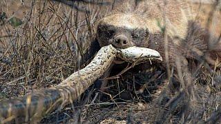 Honey badger: A furious snake-eater who is not afraid of ANYONE!