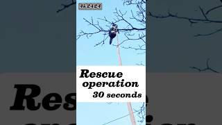 Rescue operation 30 seconds | How did the cat get stuck on the tree?