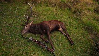 Bow Hunting red stags and chamois