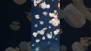 Day 3 Sea Aquarium #singapore #seaaquarium #seaaquariumsingapore #trending #vlog #viralvideo #yt