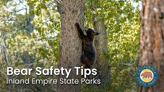 Bear Safety Tips