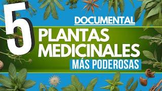  DOCUMENTAL 5 plantas MEDICINALES más PODEROSAS 