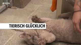 Diese Tiere suchen ein Zuhause | RON TV |