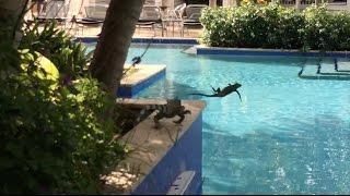Curaçao - Iguanas by the Pool HD (2016)