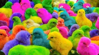 World Cute Chickens, Colorful Chickens, Rainbows Chickens, Cute Ducks, Cat, Rabbits,Cute Animals #02