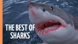 The Best of Sharks | Full Documentary