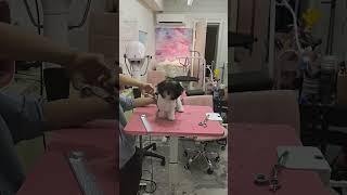달콩이 배냇미용으로 변신!_말티푸135일 #강아지 #puppy #배냇미용 #애견미용 #pets