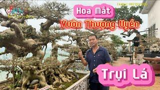 Lên tầng 11 ngắm vườn Thượng Uyển mới vặt trụi lá lộ diện nhiều Tác phẩm Độc Đáo ai xem cũng đã