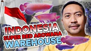 Super red arowana warehouse visit in Indonesia