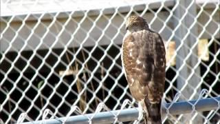 Hawk kills and eats a Cat!!