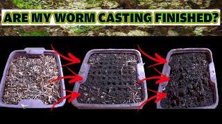 When are your WORM CASTINGS ready for HARVEST?