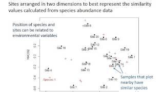 Species composition and diversity