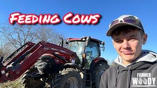 Feeding Cows Hay and Corn - 19 Year Old Farmer