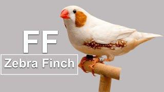 FLORIDA FANCY MUTATION ( CO_DOMINANT ) ZEBRA FINCH